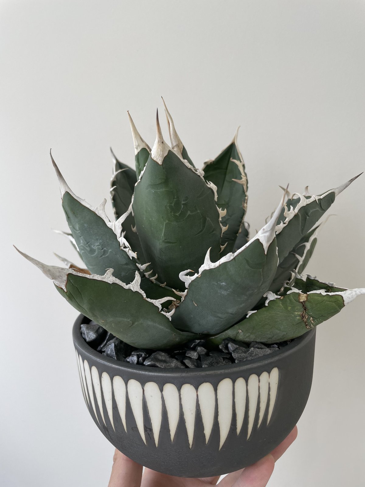 アガベチタノタ agave titanota white devil 白悪魔 【公式通販】