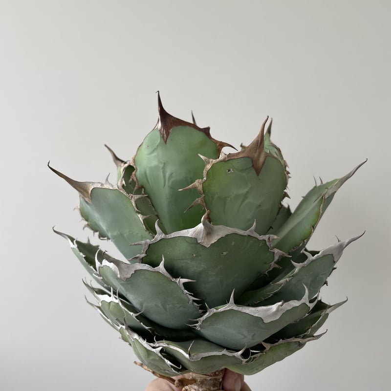 Agave Titanota ‘Panda‘ 熊猫 カキ仔