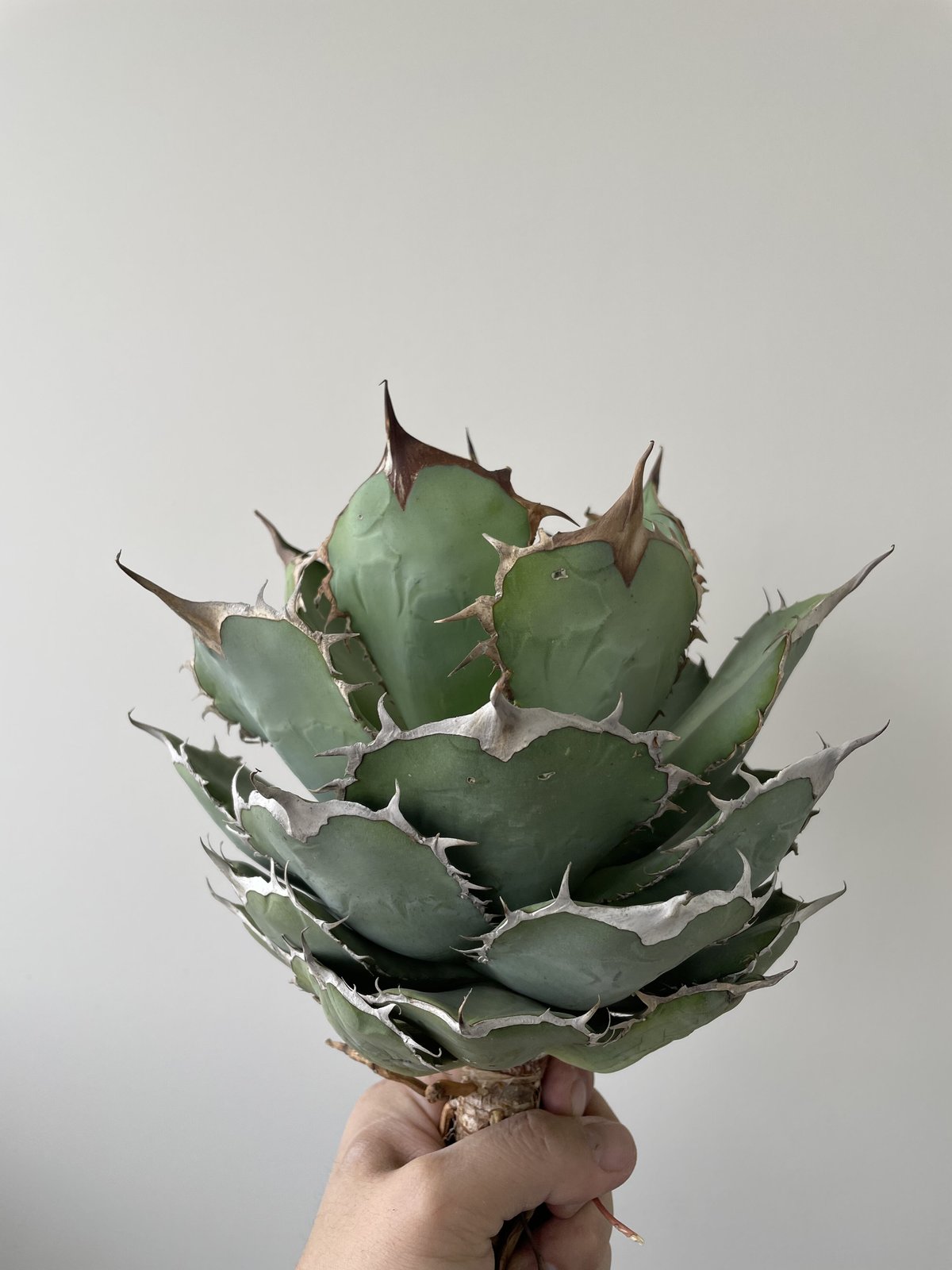 Agave titanota 'Panda' 熊猫 2 【大株でしっかりカッコ良い】アガベ...