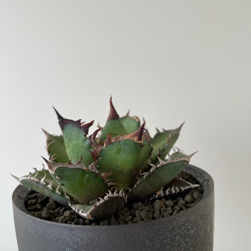 新着】Agave titanota Red Catweezle × VALIEM ACT3
