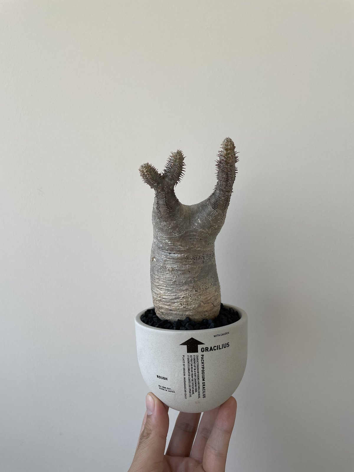 パキポディウムグラキリス 発根済み BOTANIZE 新着】VALIEM グラ専鉢