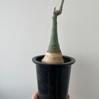 青坊主3周年記念グラ専鉢【VALIEM別注】 | 青坊主-aobouzu- | 塊根植物