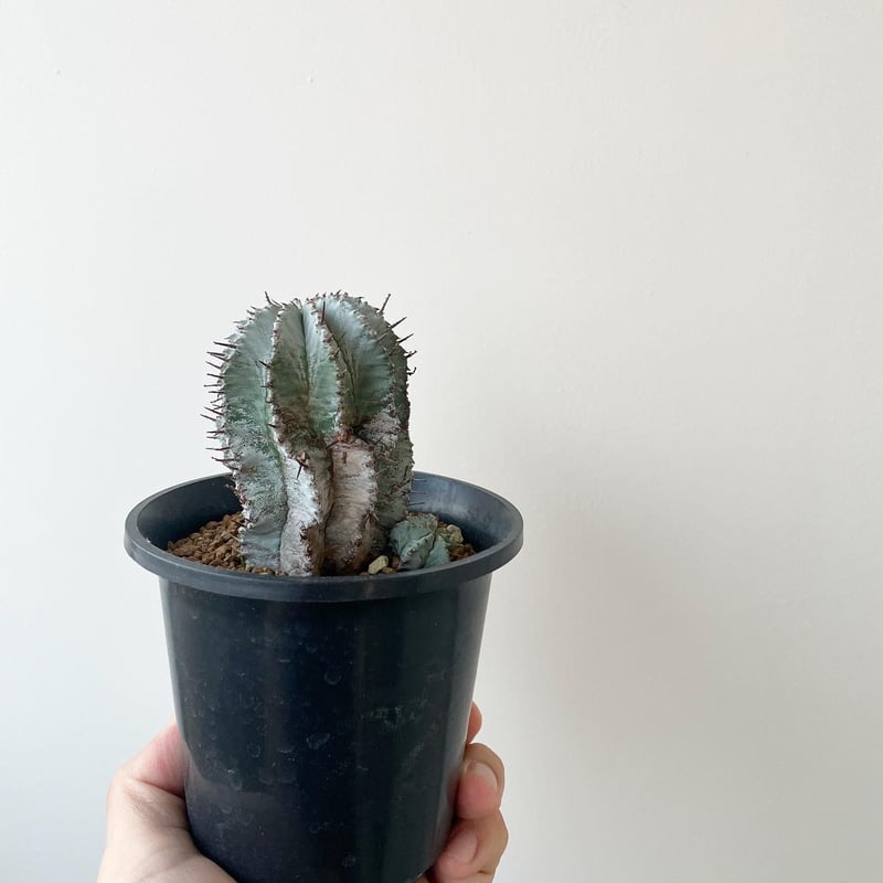 新着】Euphorbia horrida【白の肌質が美しいコロンカクタス産