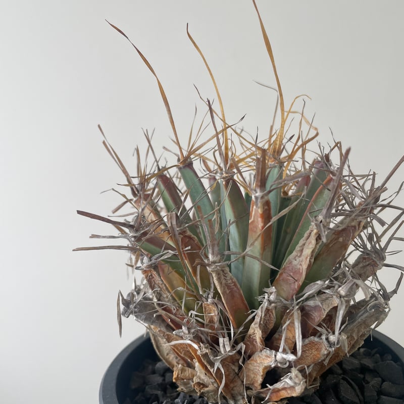 新着】Leuchtenbergia principis 晃山【店主お気に入りのサボテン】レウ