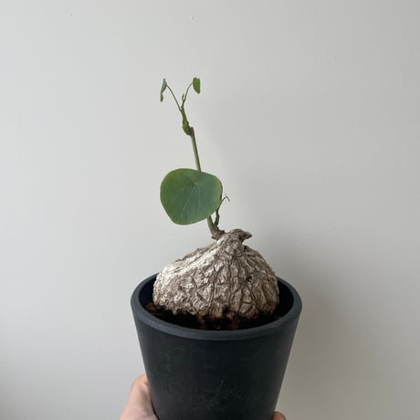 【新着】Stephania suberosa 【東南アジアの塊根植物】ステファニア スベローサ