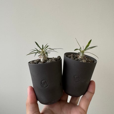 グラキリス 塊根植物 約30cm 黒鉢 グラキリス 塊根植物 約30cm 黒鉢 グラキリス 塊根植物 約30cm 黒鉢