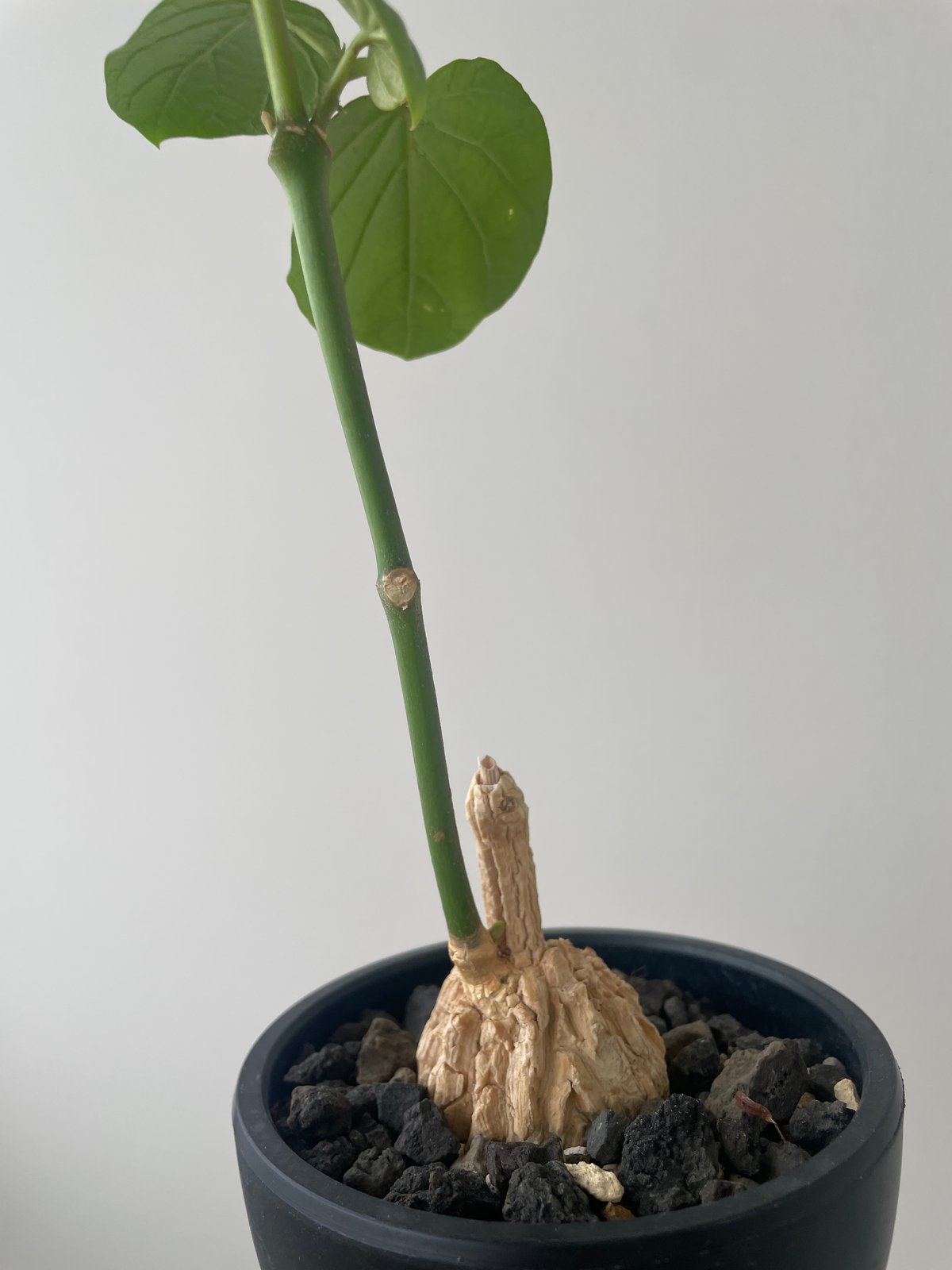 新着】Matelea cyclophylla【メキシコ原産レア塊根】マテレア