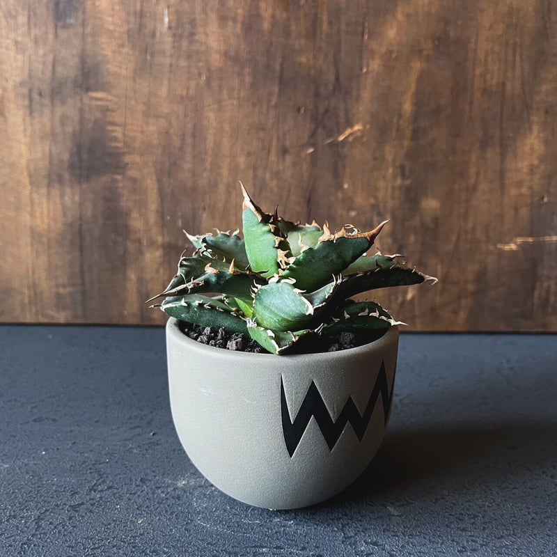 VALIEM × aobouzu 植木鉢 size M VALIEM × aobouzu 植木鉢 M size 青