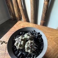 新着】Copiapoa cinerea × VALIEM GHOST【俺の黒王丸】コピアポア