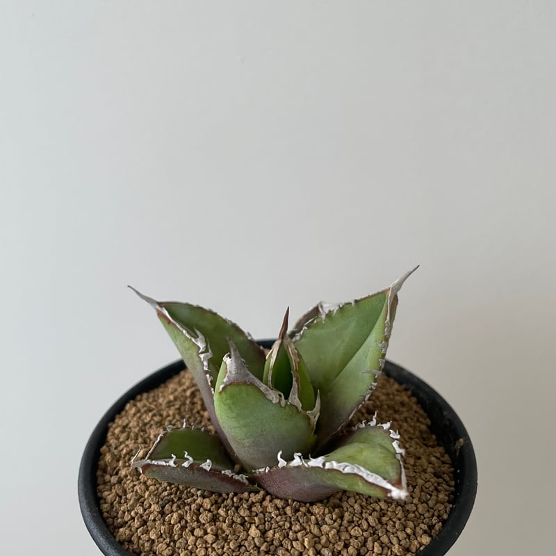 アガベ　チタノタ　実生選抜 Amazon.co.jp: アガベ チタノタ ブルー 実生選抜 強棘 ワイルド