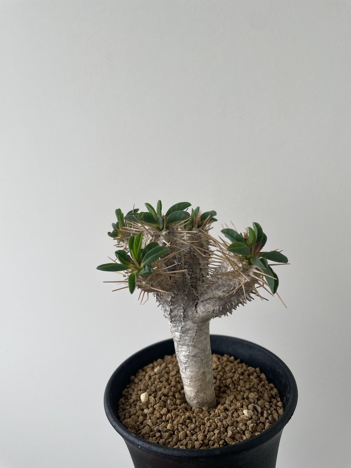 Euphorbia guillauminiana【ミニサイズの現地球】ユーフォルビア ...