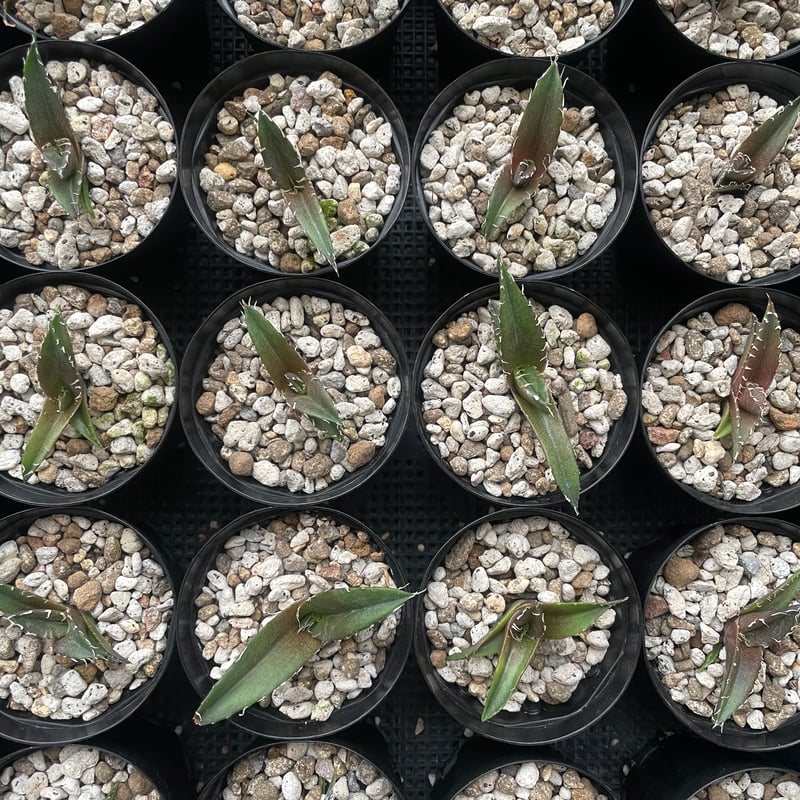 新着】Agave titanota【最高の国内TC苗】アガベ チタノタ 白鯨