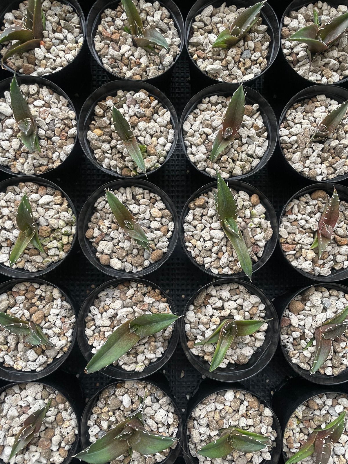 アガベ チタノタ 白鯨 キャベツ太郎 親株出品 アガベ チタノタ 白鯨 キャベツ太郎 親株出品 アガベ