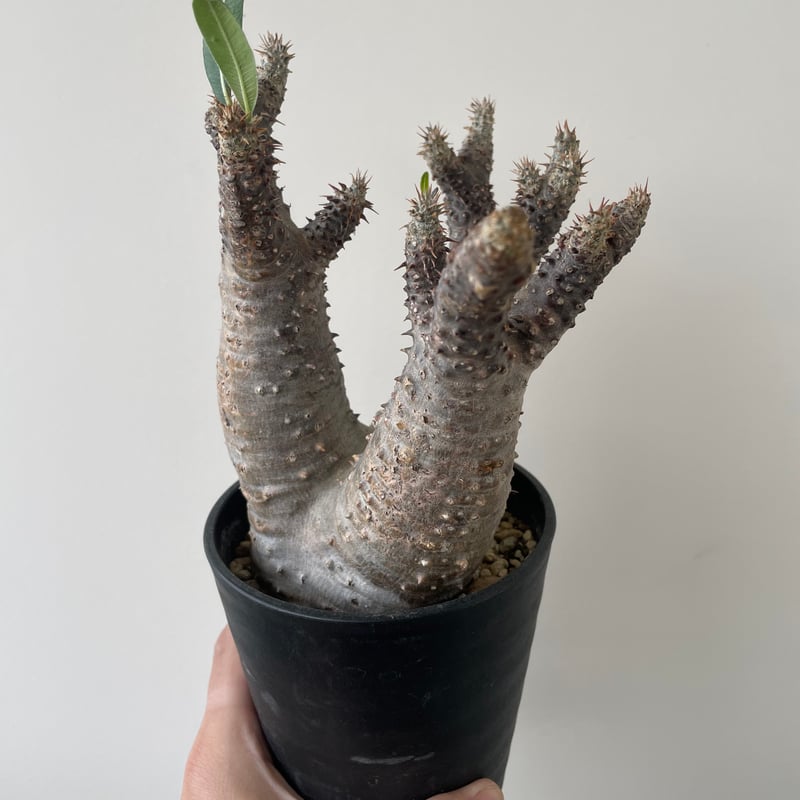 新着】Pachypodium makayense 魔界玉 【管理2年の現地球