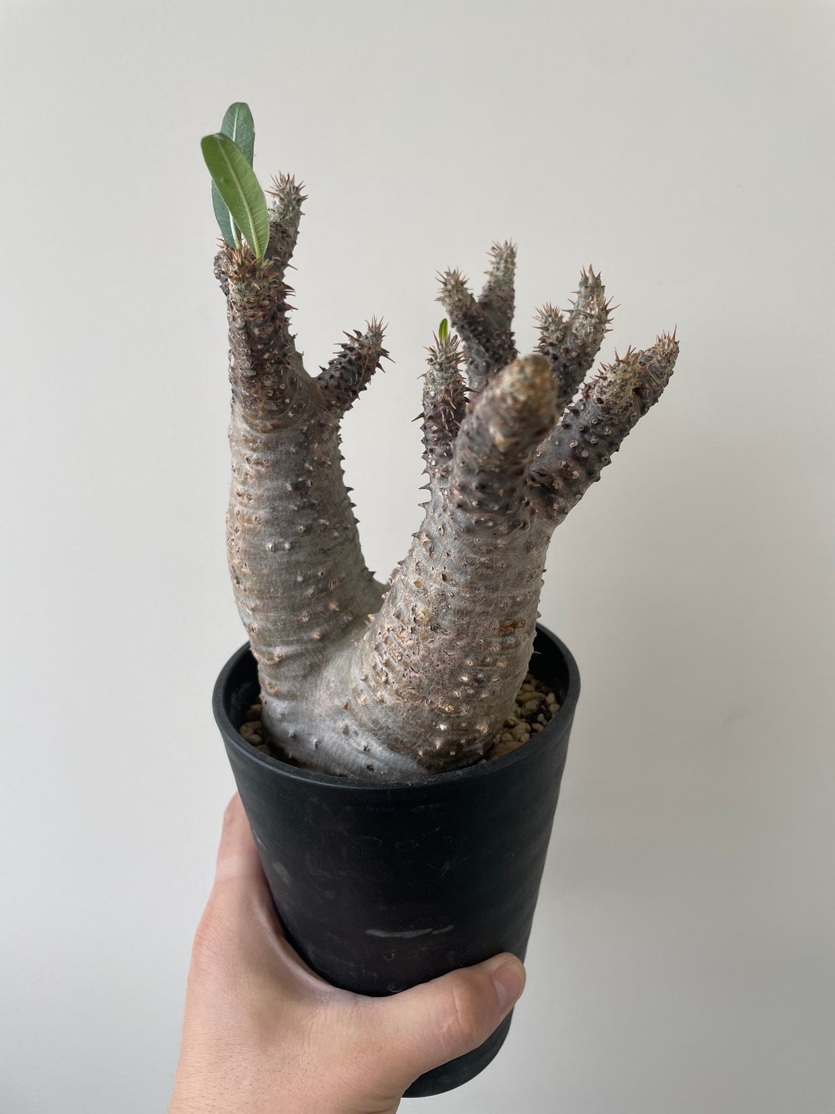 グラキリス　マカイエンセ Amazon.co.jp: 特大2頭 パキポディウム マカイエンセ かみ山鉢