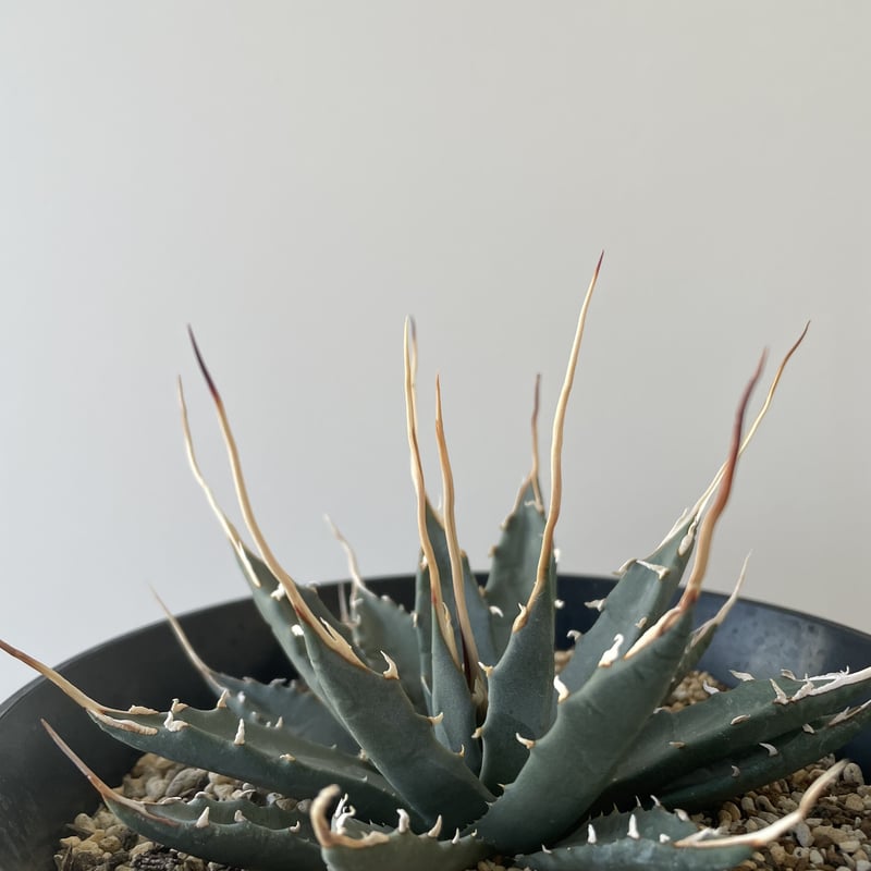 特選・新着】Agave Utahensis eborispina 【国内作り込みに超優良株】