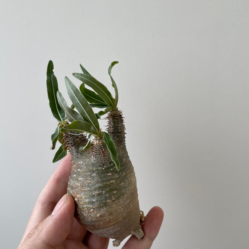 グラキリス ベアルート 現地球 ファイナルラストサマーセール品_6 グラキリス ベアルート 現地球 ファイナルラストサマーセール品_