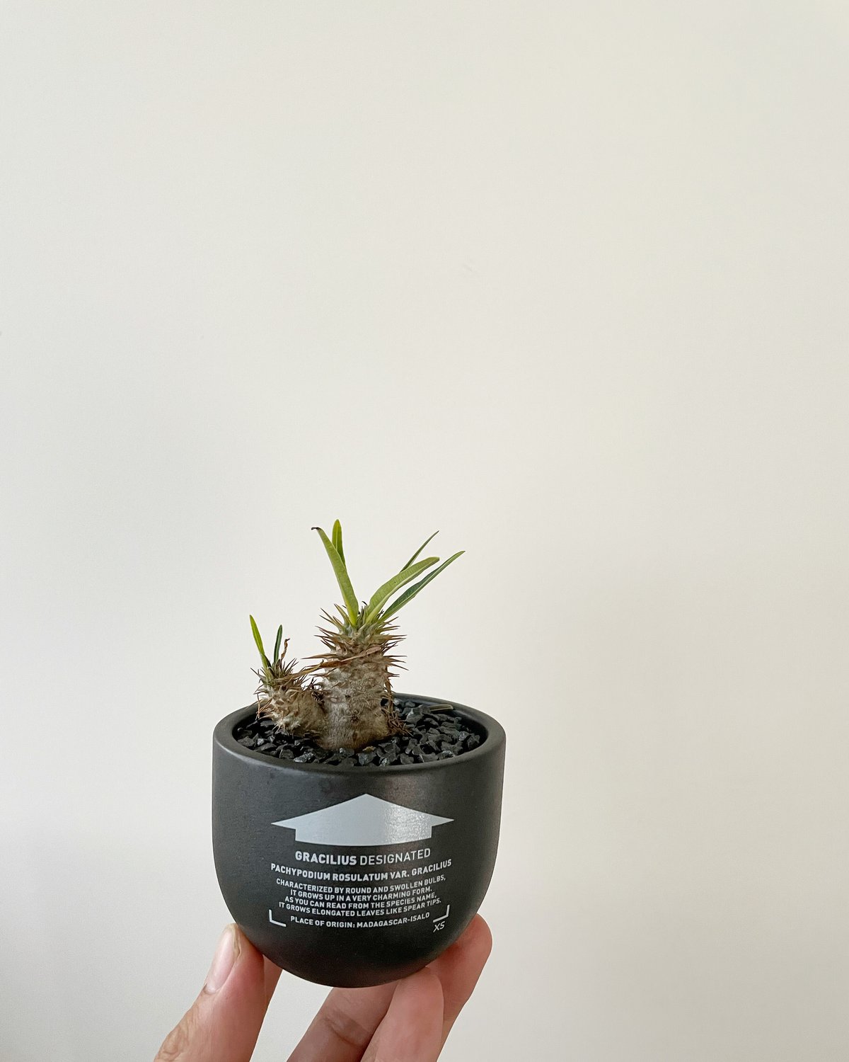 パキポディウム グラキリス 3頭　VALIEM BOWL-S バリエム パキポディウム グラキリス 3頭 VALIEM BOWL-S バリエム