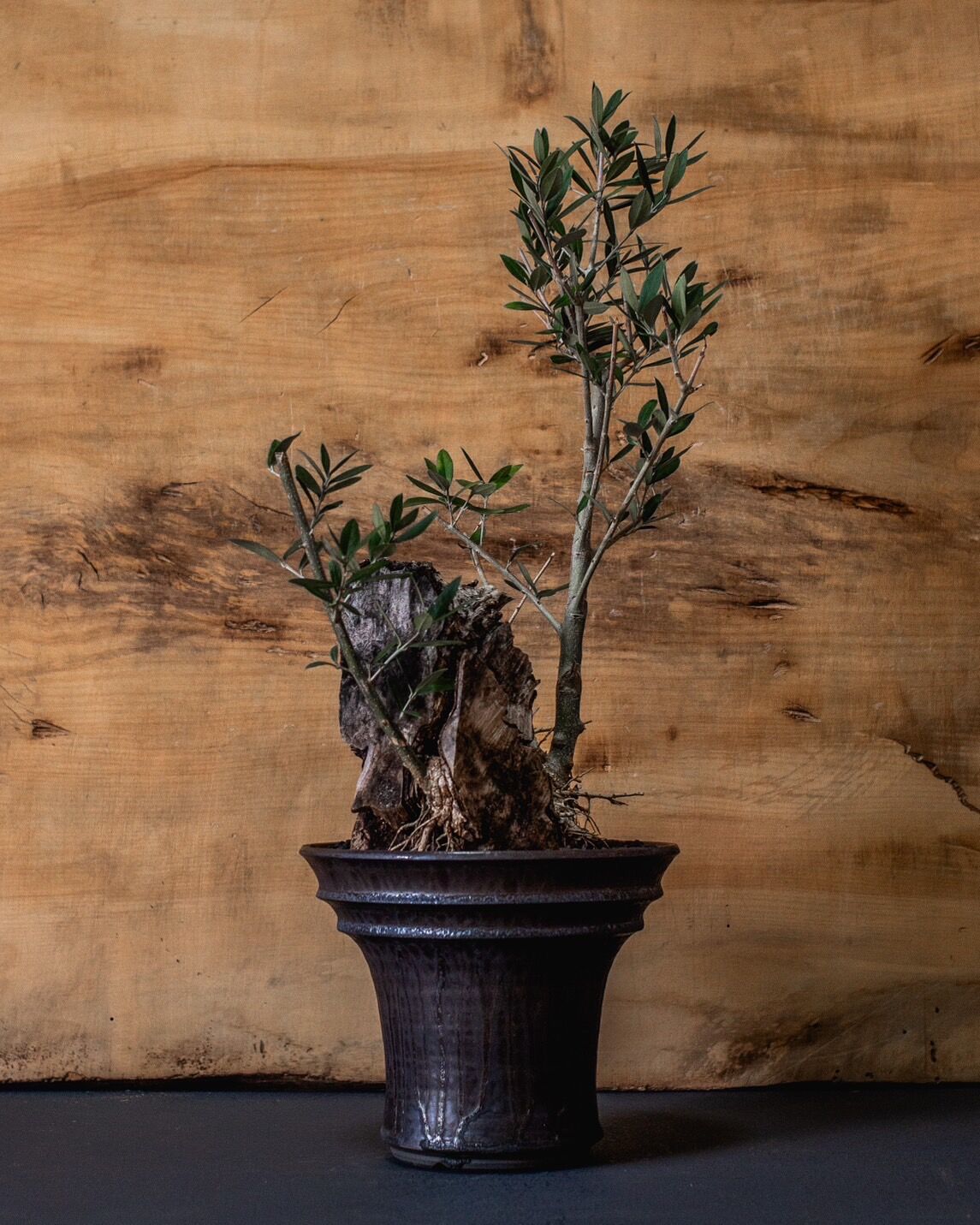 オリーブ盆栽　Olive Bonsai Antique