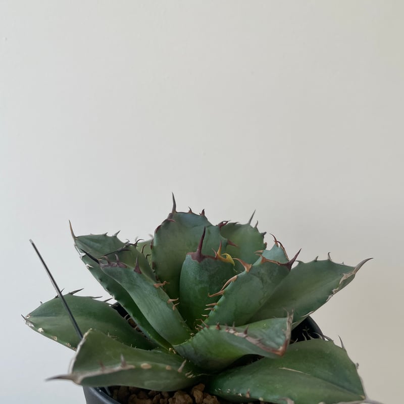 新着】Agave titanota fo076 CANCER【新潟産アガベ の最高峰】N P