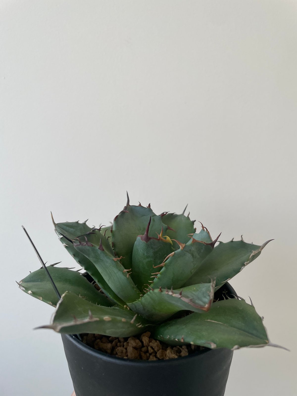 新着】Agave titanota fo076 CANCER【新潟産アガベ の最高峰】N P