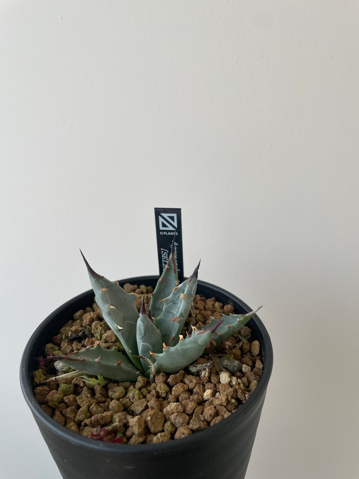 新着】Agave Utahensis utahensis 1 【N PLANTS産の極上苗】