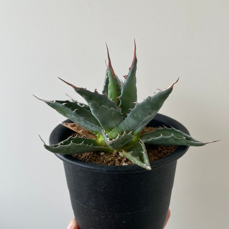 Agave montana 'Lime Flash' 57 フラワー・ガーデニング Agave montana