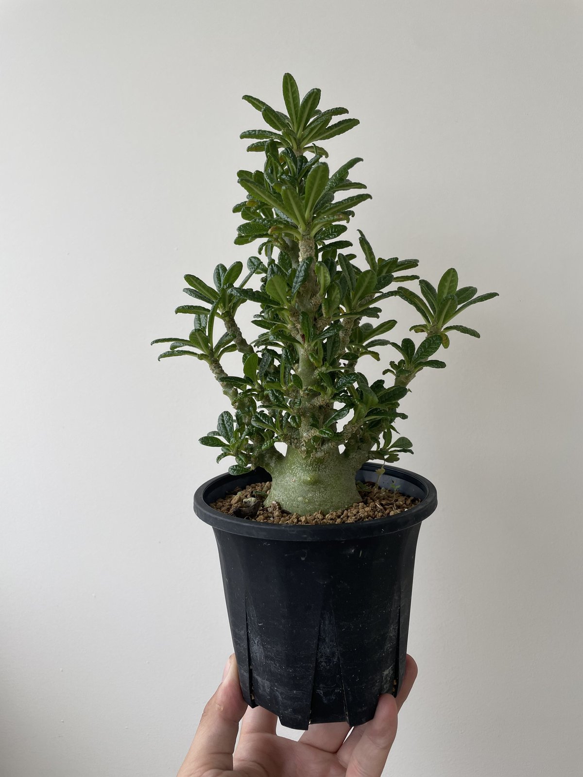 ドルステニア　ギガス レア/塊根植物】ドルステニア ギガス 11 【公式通販】