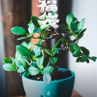 青坊主3周年記念グラ専鉢【VALIEM別注】 | 青坊主-aobouzu- | 塊根植物