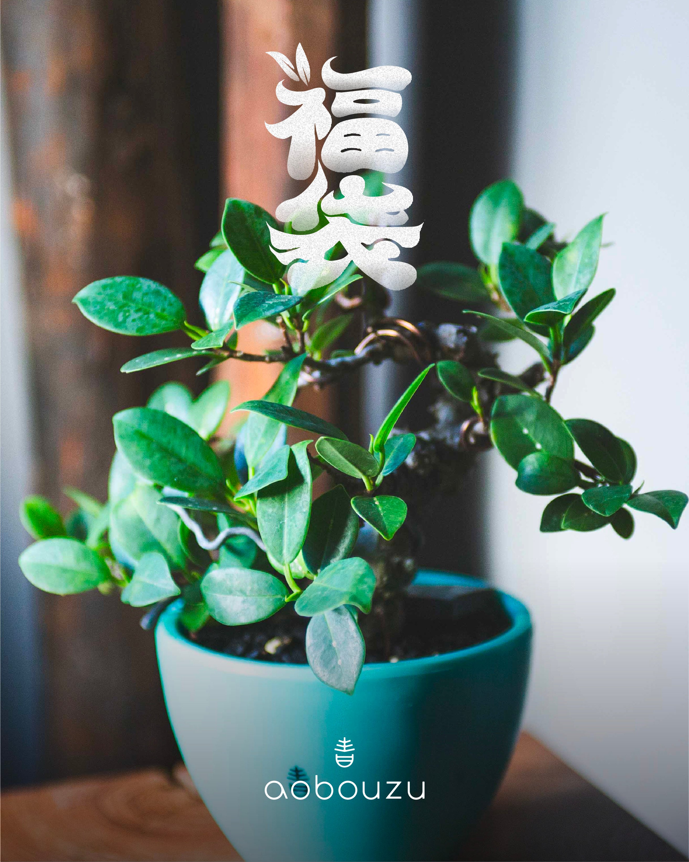 青坊主　植物フィギュア 　限定品 青坊主特製 福袋2026ver【植物57,000円】 | 青坊主-aobouzu- | 塊根植
