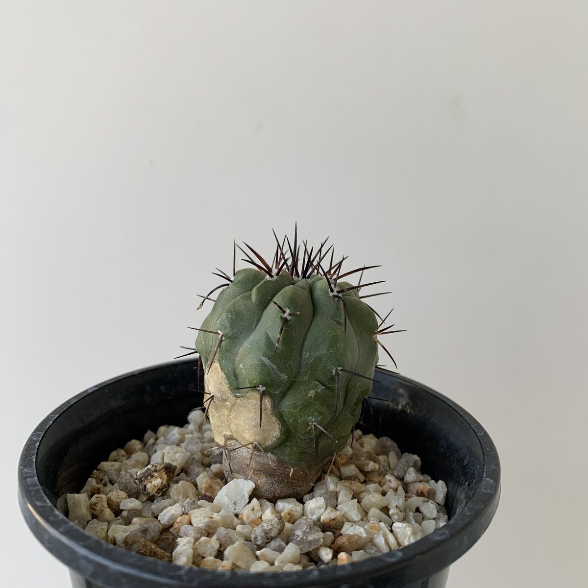 ▲Copiapoa cinerea コピアポア・シネレア 黒王丸 実生13500