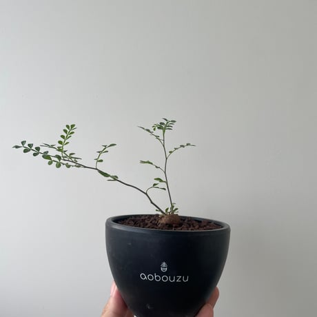 【新着】 Operculicarya decaryi【選抜太めの根挿し・盆栽コーデックス】 オペルクリカリア デカリー