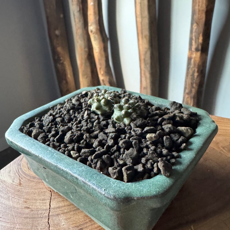 新着】Copiapoa bridgesii × 盆栽鉢【最高のダブルヘッド】コピアポア