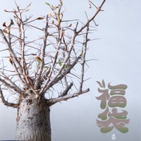 青坊主3周年記念グラ専鉢【VALIEM別注】 | 青坊主-aobouzu- | 塊根植物
