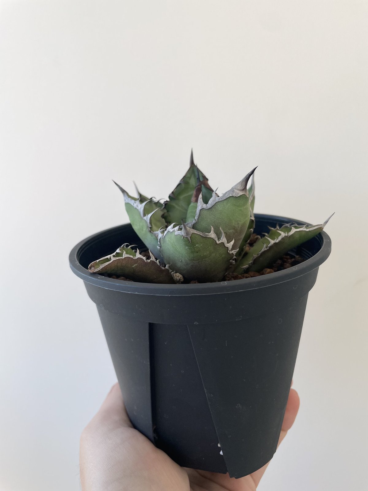 Agave titanota blackfire 黒火焔台湾からの選抜品種アガベ