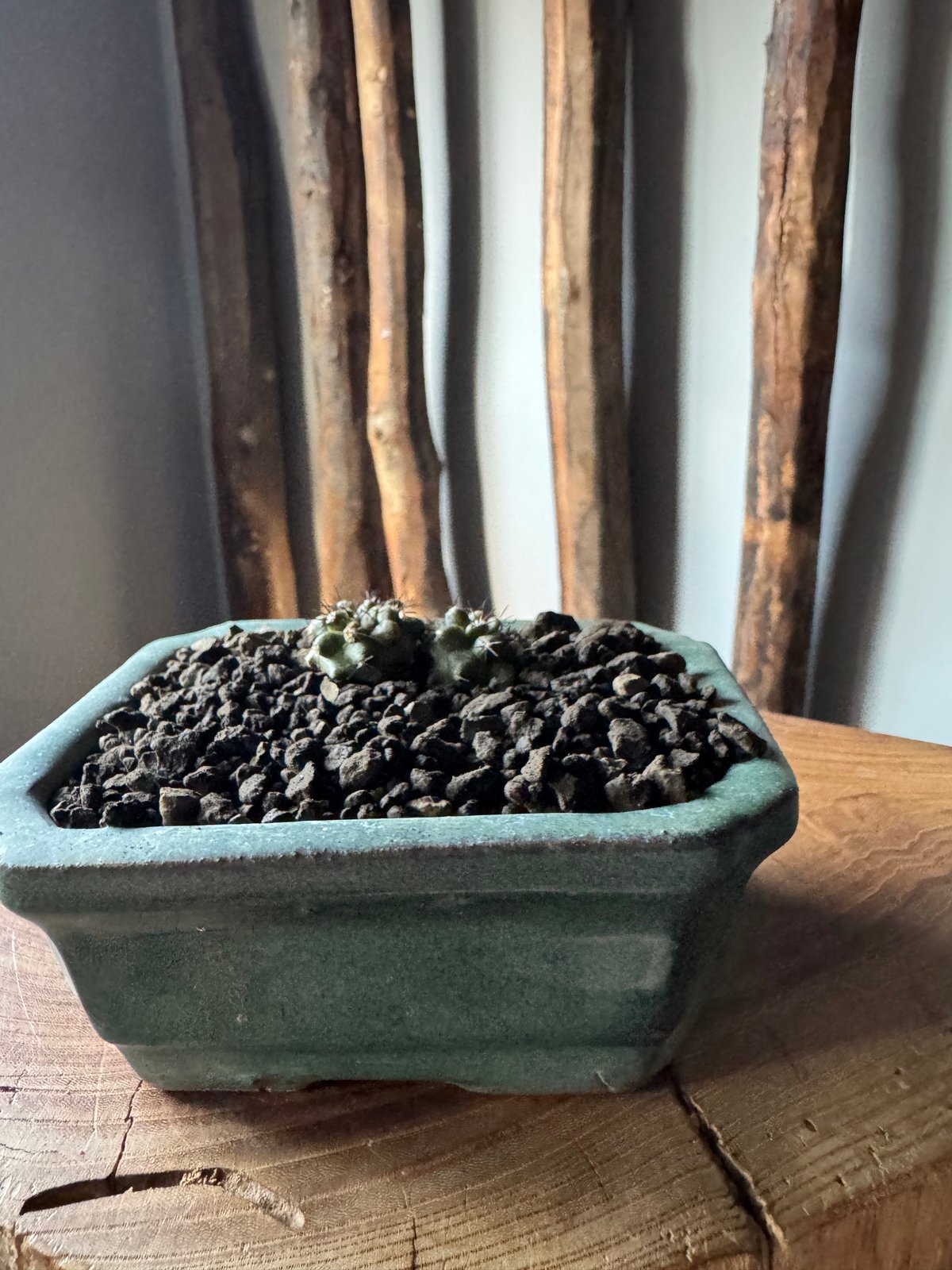 新着】Copiapoa bridgesii × 盆栽鉢【最高のダブルヘッド】コピアポア