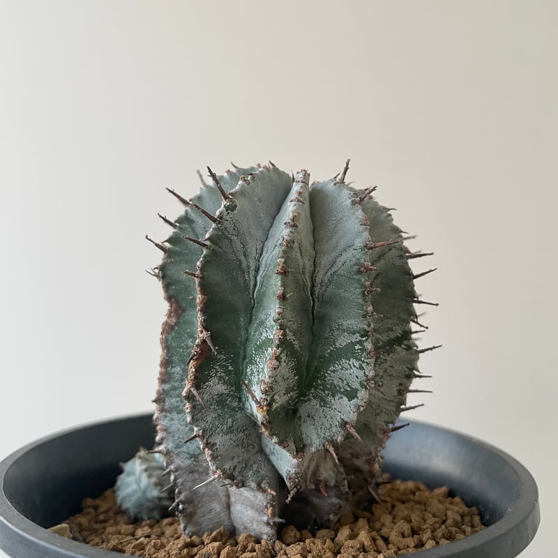 新着】Euphorbia horrida【白の肌質が美しいコロンカクタス産