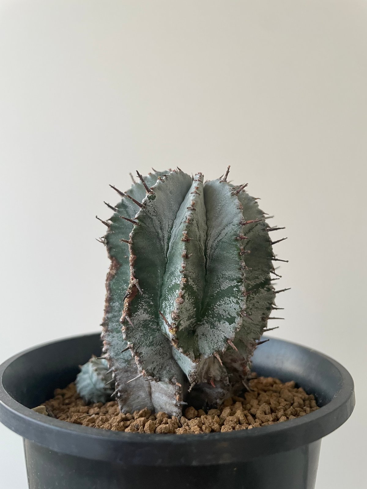 新着】Euphorbia horrida【白の肌質が美しいコロンカクタス産