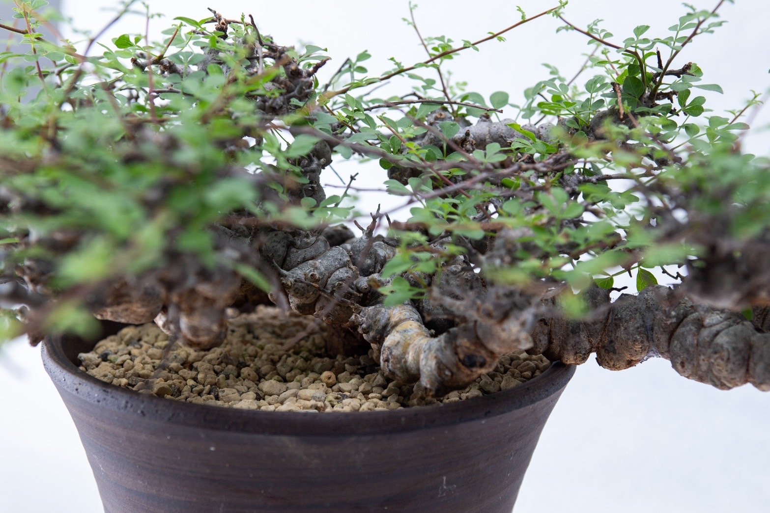 特大】Commiphora Eyl【最高の灌木コーデックス】コミフォラ エイル