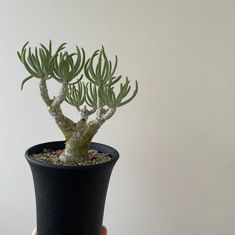 新着】Tylecodon pearsonii 【冬型塊根の小さめ良型】チレコドン