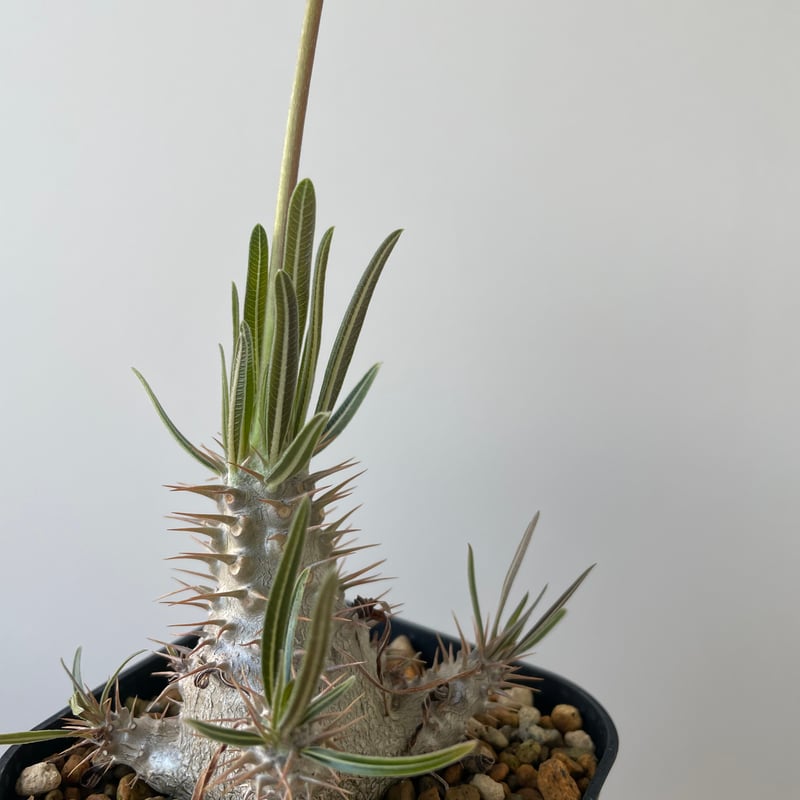 新着】 Pachypodium Gracilius【店主選抜した花も咲かす逸品