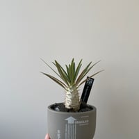 新着】お化けグラキリス鉢【嵩下 花奈子】 | 青坊主-aobouzu- | 塊根