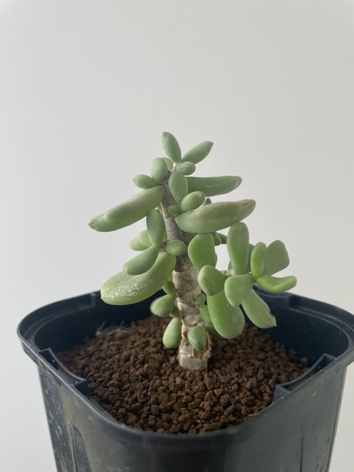 ケラリア ピグマエア　斑入り　レア？ ケラリア ピグマエア 斑入り レア？ ケラリア ピグマエア | hanayoshi