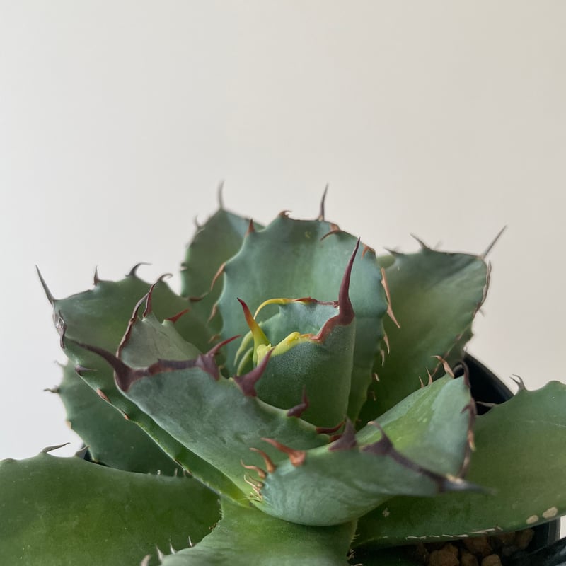 新着】Agave titanota fo076 CANCER【新潟産アガベ の最高峰】N P