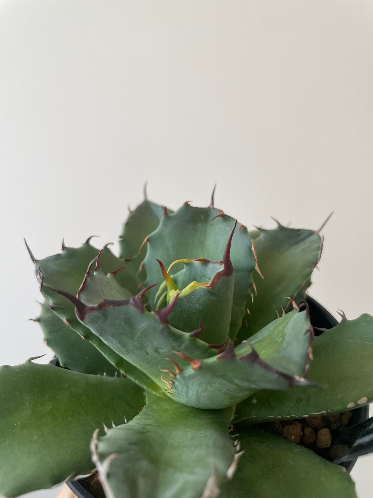 新着】Agave titanota fo076 CANCER【新潟産アガベ の最高峰】N P