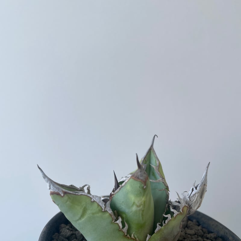 新着】Agave titanota【イカつすぎる選抜実生・タグ落ち株