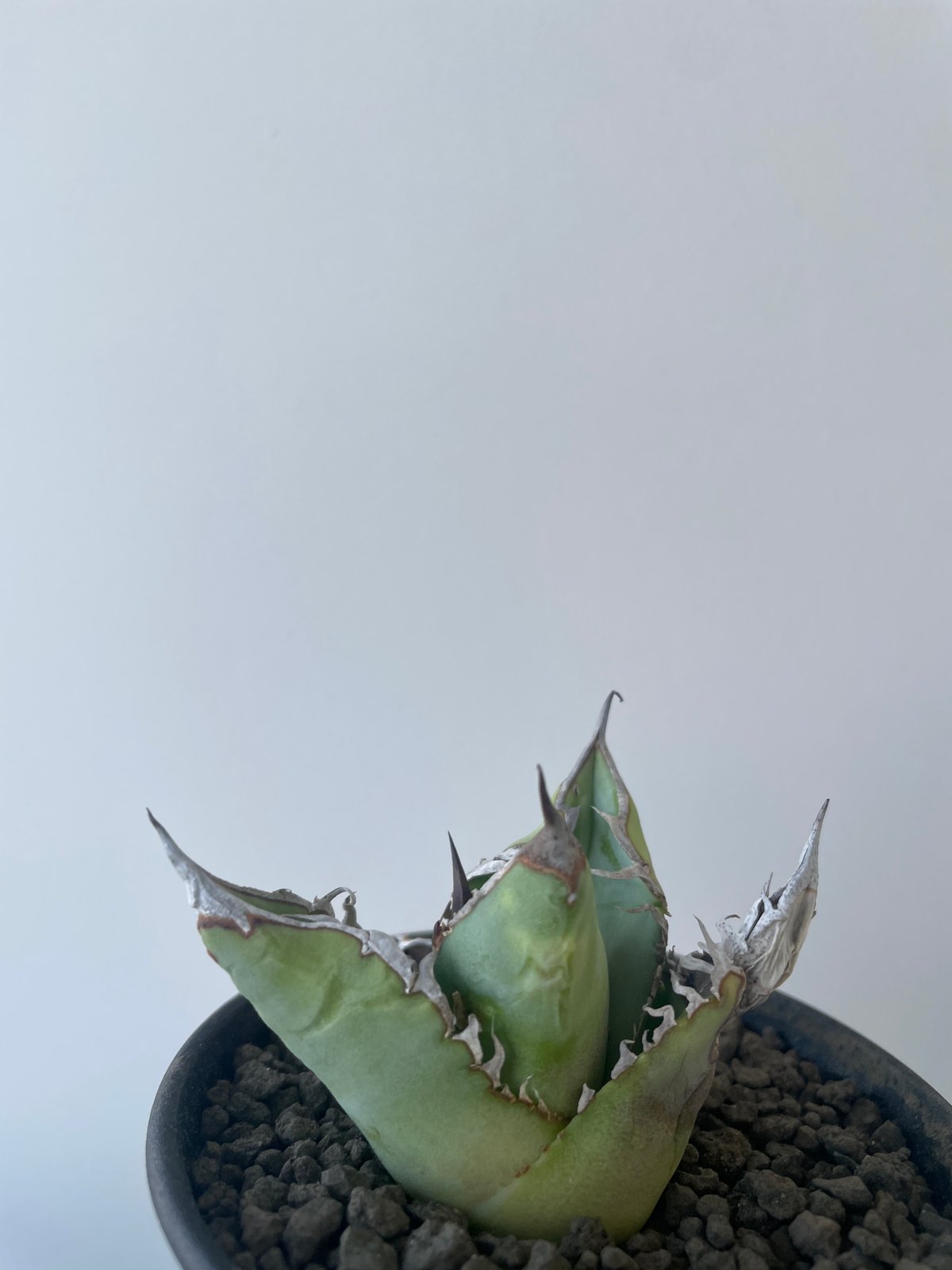 アガベ ブルー実生 特選株 子株 Crips アガベ チタノタ ブルー 特選