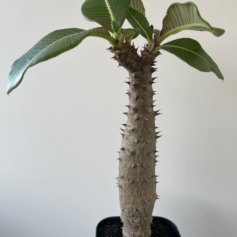新着・極上逸品】Pachypodium baronii【選抜・国内実生 