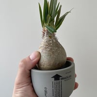 新作】ハイパーポットクリエイター 