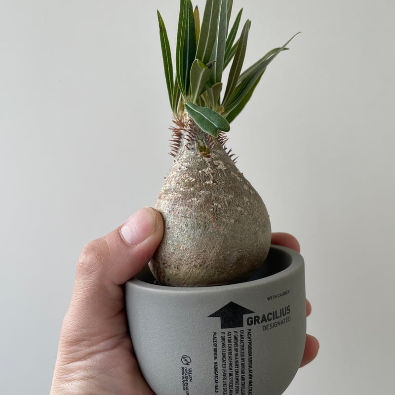 春の植え替え・発根チャレンジセット】グラキリスベアルート&グラ専鉢